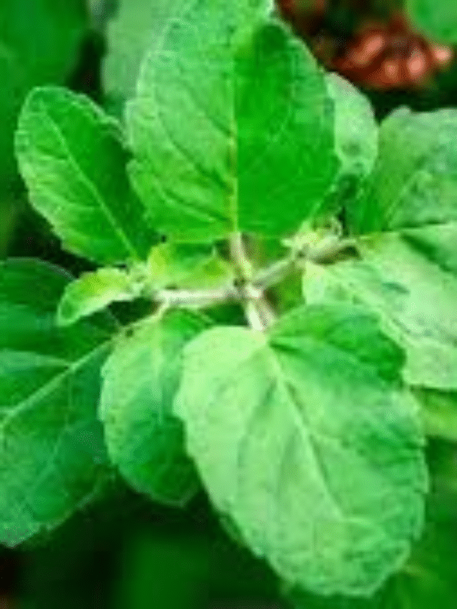 Tulsi: “तुळस देईल मनाला शांतता