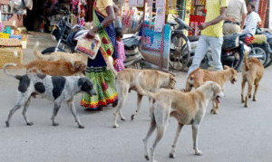 rule on feeding dogs