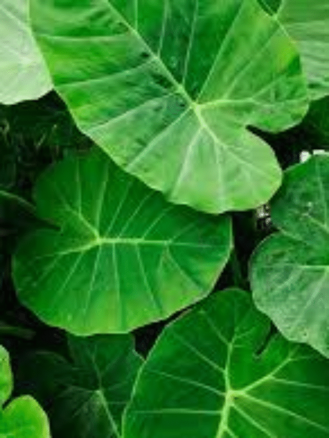 Taro leaves: अळूच्या पानांचे प्रमुख आरोग्यदायी फायदे